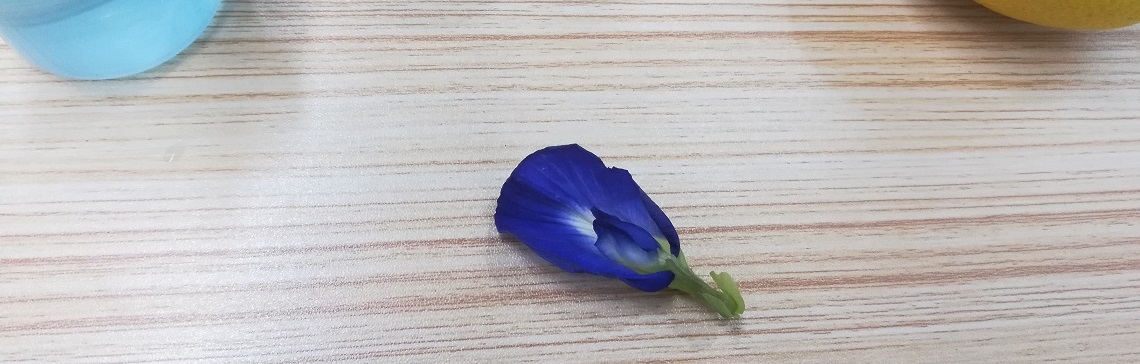 Butterfly Pea Flower - its edible blue dye can test for pH (acidity)!