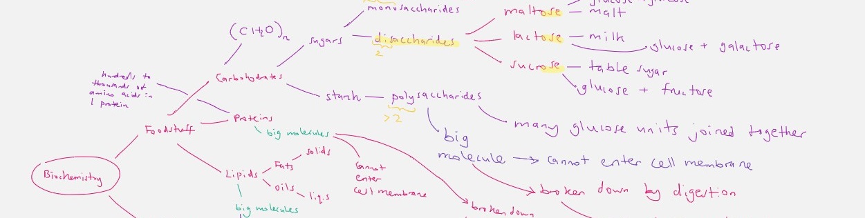 Using mind mapping as a teaching and learning tool. Sample mind map on biomolecules.